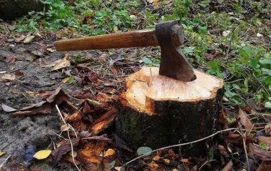 На Кіровоградщині судитимуть чоловіка за знищення дерев у заповіднику