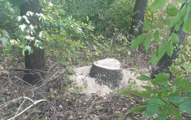 На Кіровоградщині чоловіка судитимуть за знищення дерев на майже 100 тисяч гривень