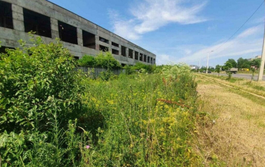 У Кропивницькому підприємців  каратимуть за бур’ян