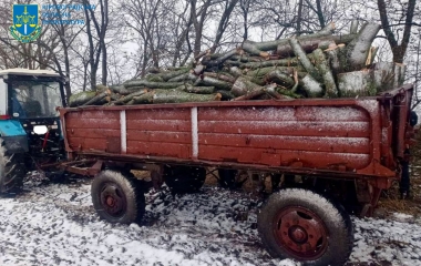 Житель Кіровоградщини напиляв дерев на 600 тисяч гривень