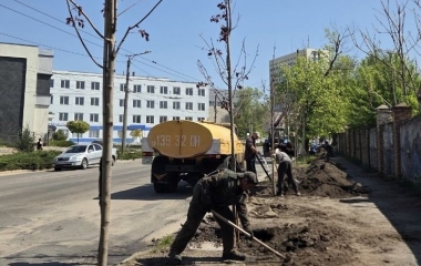 У Кропивницькому в рамках озеленення висадили понад 800 дерев