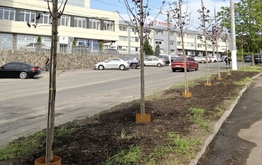 У Кропивницькому завершили висадження зелених насаджень по вулиці Євгена Чикаленка