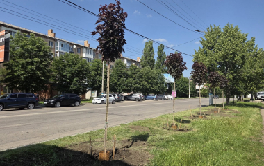 У Кропивницькому на вулиці Соборній висадили майже півтори тисячі дерев