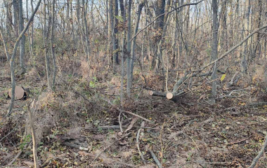 На Кіровоградщині “чорні лісоруби” знищили дерев на понад 40 тисяч гривень