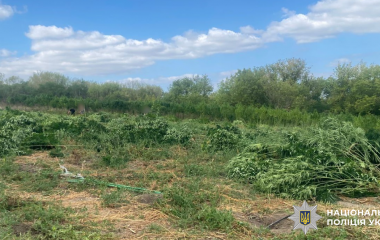 Понад 700 кущів марихуани виявили в одній з громад Кіровоградщини