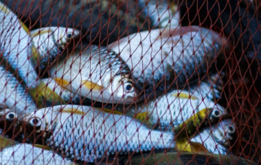 Збитки на 2,8 млн грн: на Кіровоградщині судитимуть серійного браконьєра