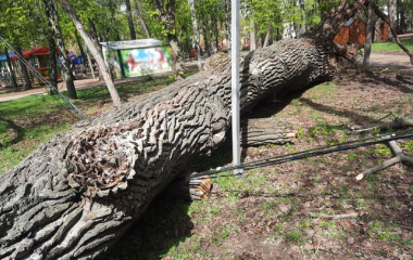 Негода на Кiровоградщинi повалила дерева