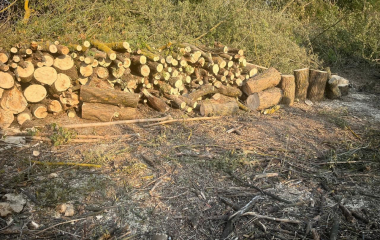 На Кіровоградщині невідомі знищили дерева, а платитиме за це громада