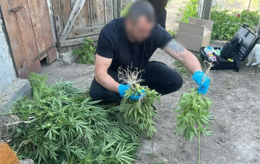 На Кіровоградщині накрили масштабну мережу з вирощування  конопель (ФОТО)